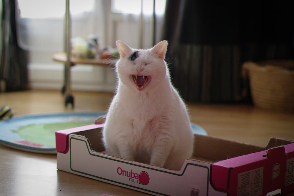 体育新闻中心开展体育短视频内容制作培训班，体育项目视频简介